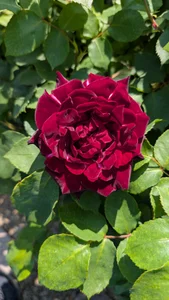 OsikokusamaのPublicの 3枚の写真