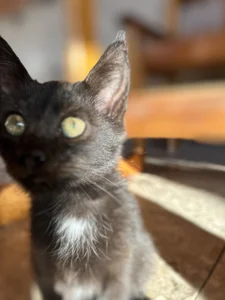 MistyBarnes cats Foto