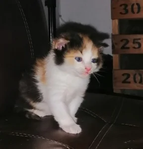 yeliana_sexxy my pets Pic 2