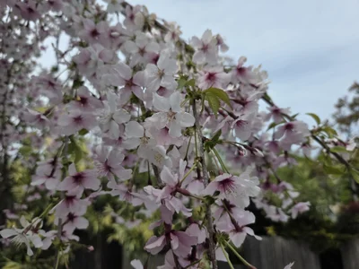 mami-rin Public slika 6