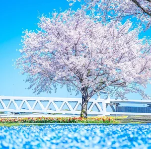 SERIpon_のseripon albumの 4枚の写真