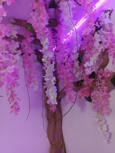 venus_marques1 Now from home Pic 7