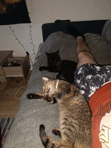 Lupikutyi Ujak Gambar 7