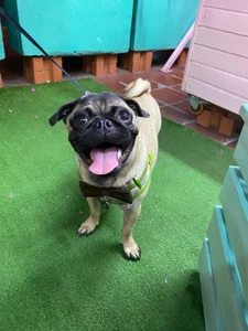 Romeoandjulietta Monkye and luna 🐈‍⬛🐶 Foto 5