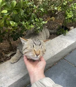 77-rororo 日常 Hình 4