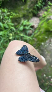 kalshw KALSHW Immagine 