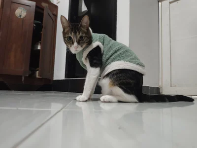 Danysca Mes magnifiques chats slika 6
