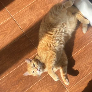DarkVolt696 ♥️🐈my cats♥️🐈 Foto 2