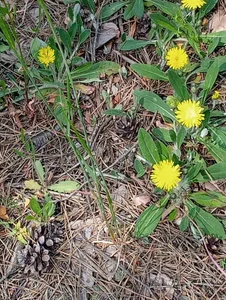 Nature, forest de Anita-Smith  2 Imagens