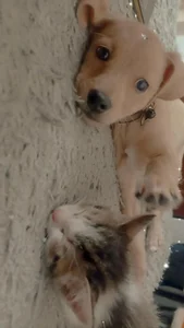 charlotbelucci_ My baby 🐶 Foto 4