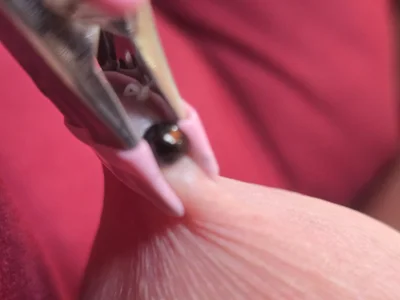 Tigon80 Public Bilde 7