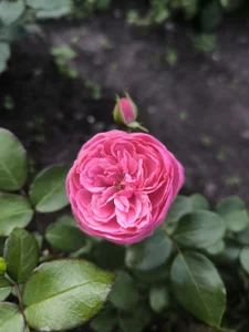 Milena_Milyan kullanıcısının Nature’s Beauty 🌺 albümü -  7 fotoğraf
