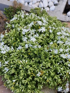 Divinna TAVASZ A KERTBEN Foto 5