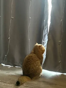 MerlinMeyer: 🤍 ( 4 фото)