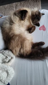 Blondie_Sasha kullanıcısının Cat mom albümü -  9 fotoğraf