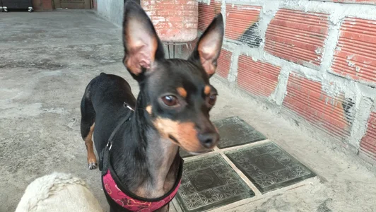 Susa1userma_ Meet my pets Oliver and Dulce🥰 Hình 5