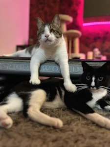 Piinkpandora kullanıcısının My Pinkis🐾 albümü -  2 fotoğraf