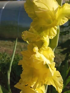 GypsyEsmeralda Love 圖片 6