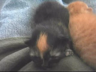 my fur babies over the years de Opondestre00420 Foto 4