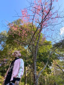 paulvelvet Sakura Immagine  3