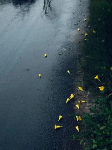 Your-Zeshi *_"Rain kisses the earth softly 🌧️ Just like your care kisses my heart ❤️"_* Pic