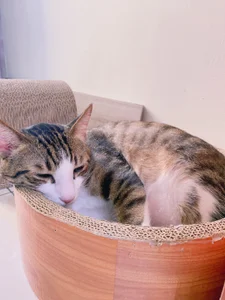 a0513 麻糬乾爸專區 사진 7