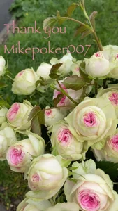 Alexa_Girl1 flowers (*¯︶¯*) صورة واحدة|Alexa_Girl1 flowers (*¯︶¯*) صورتان|Alexa_Girl1 flowers (*¯︶¯*)  9 صور|Alexa_Girl1 flowers (*¯︶¯*)  9 صورة