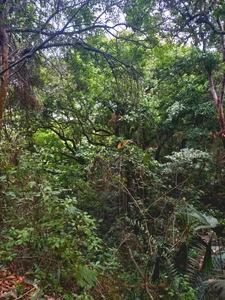 NayadeWelcome图片 6