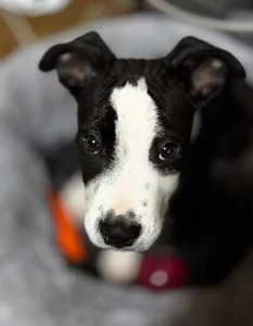 MrrKate My dog Sirius! Pic