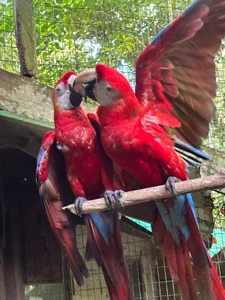 Amazon, COL 🇨🇴 od Wkatte  snímek