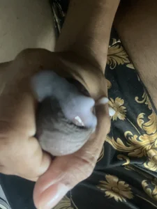 Pene od cubano1082  4 snímek