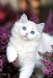 Audrey_Aura KISA Pic 9