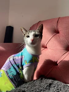 Trio of little paws de DakotaShelby Foto 6