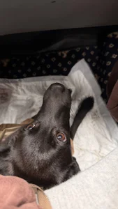 UdeleBarnsMeet my love Dog Gween图片