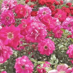 Mia--meow Public Hình 4