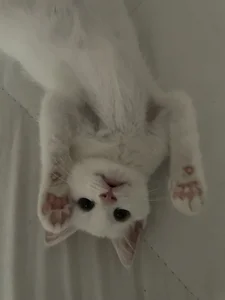 Zdjęcia MaryRace 🌾My lovely cat🐱:  7