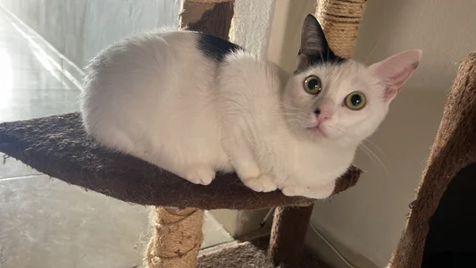 JoselinFlower_ my pets (✿◡‿◡) зображення 3