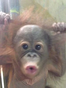 Cartier_G Public зображення 2