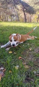 FoxyAnn12 Public зображення 5