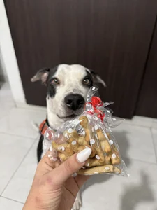 Taison Cornelio 🐾 de Arianavillada  8 Imagens