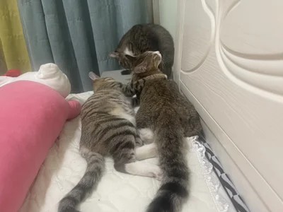 Lazycats-01 咩咩的猫 Εικόνα 6