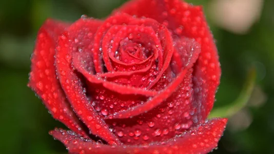 EmilyReal Flowers صورة واحدة|EmilyReal Flowers صورتان|EmilyReal Flowers  8 صور|EmilyReal Flowers  8 صورة