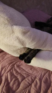 My favorite Splyushka😻 Splyushka will be glad of your financial support♥ de VandaRossi Foto 3