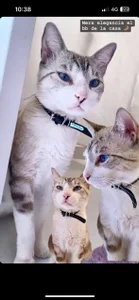 Meow 💕 de DmitriSanders  8 photos