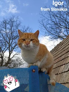 SexyAnny_ Your pets said hello to me!))) Pic 2