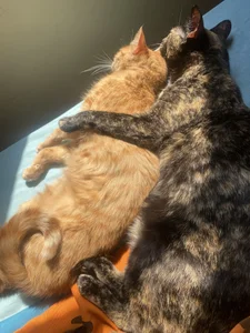 Provides help to for my epic objetive to achieve the goal of AN ANIMAL SHELTER 🐶🐱 od lilith-deveraux  2 snímek