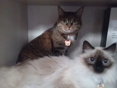 Lain_Root ALL FEED PHOTOS CATS Immagine  8