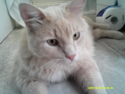 lanaspeltbackward Public Pic 5