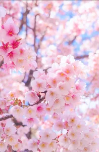 YURIKAsan_ 日常 Foto