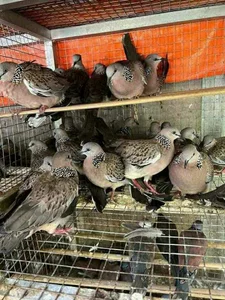 11quan11 Public Foto 3